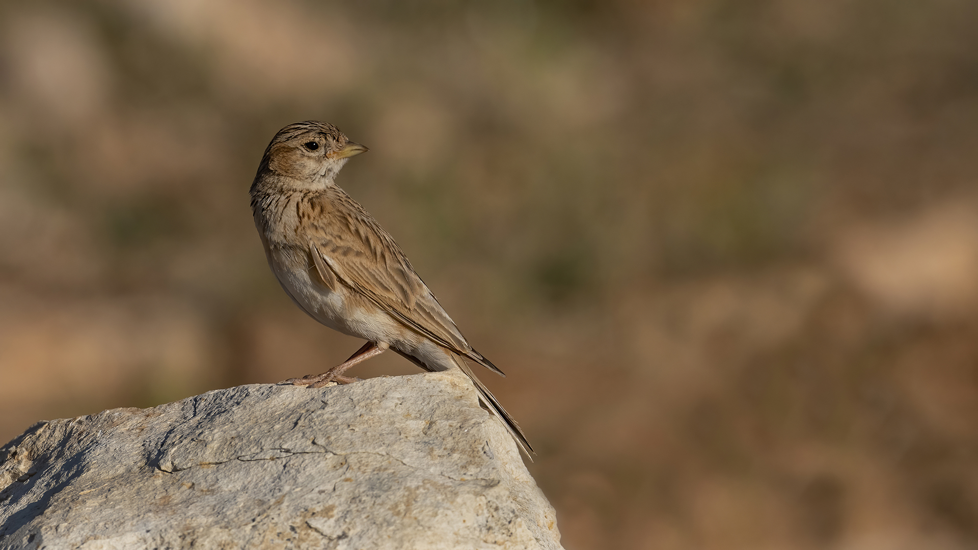 Lesser Short-toed Lark